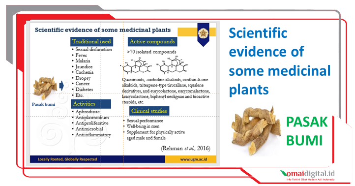 Pasak Bumi dan Khasiatnya